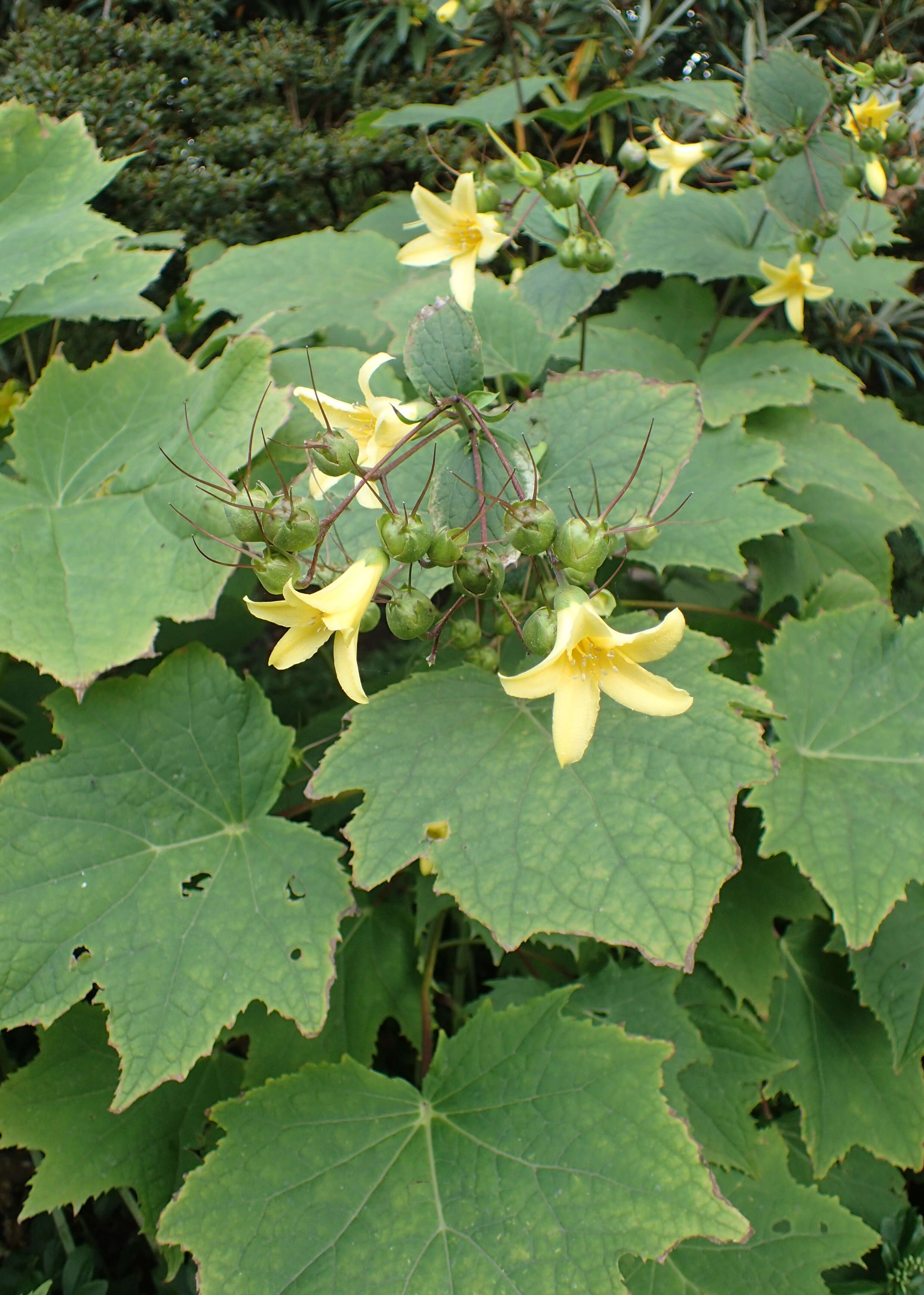 Image of Kirengeshoma palmata Yatabe