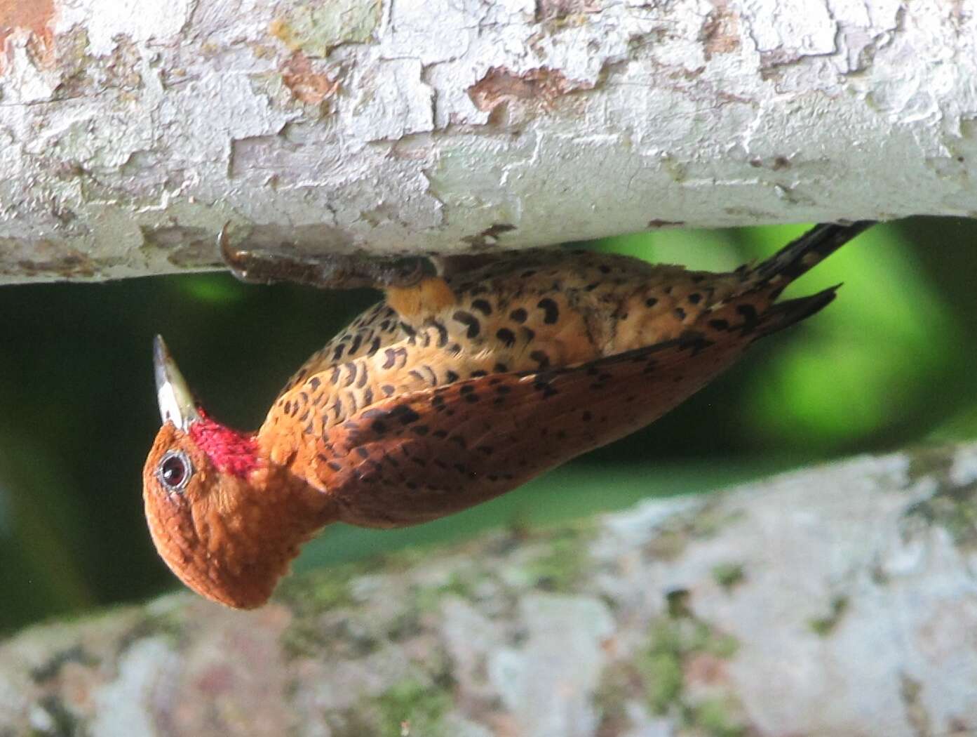 Image of Cinnamon Woodpecker