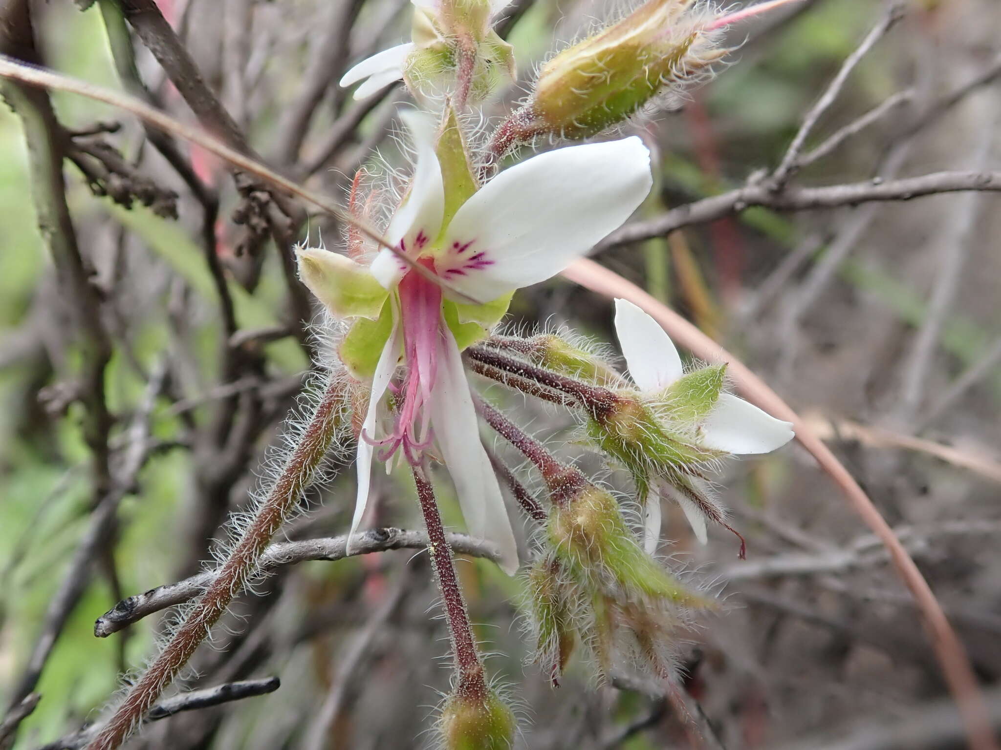 Image of Pelargonium tomentosum Jacq.