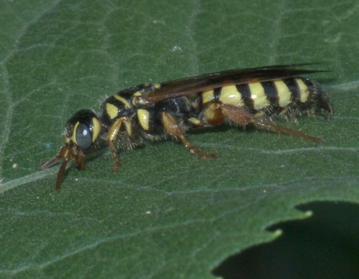 Image of Myzinum quinquecinctum (Fabricius 1775)