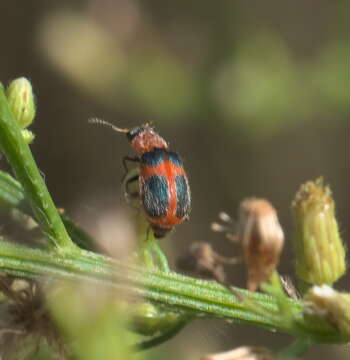 Слика од Collops quadrimaculatus