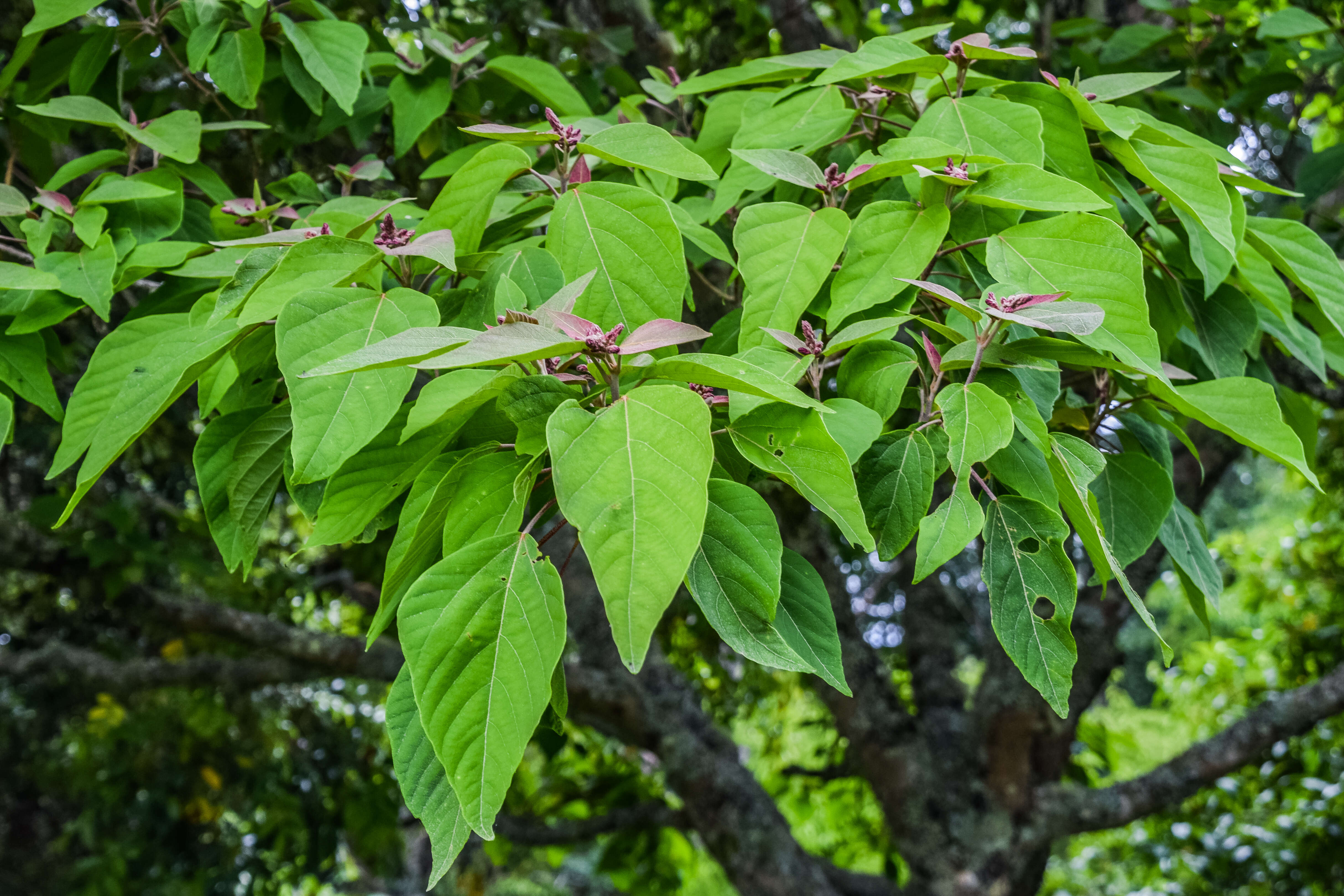 Image of Mallotus japonicus (L. fil.) Müll. Arg.