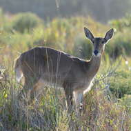 Image of Reduncinae