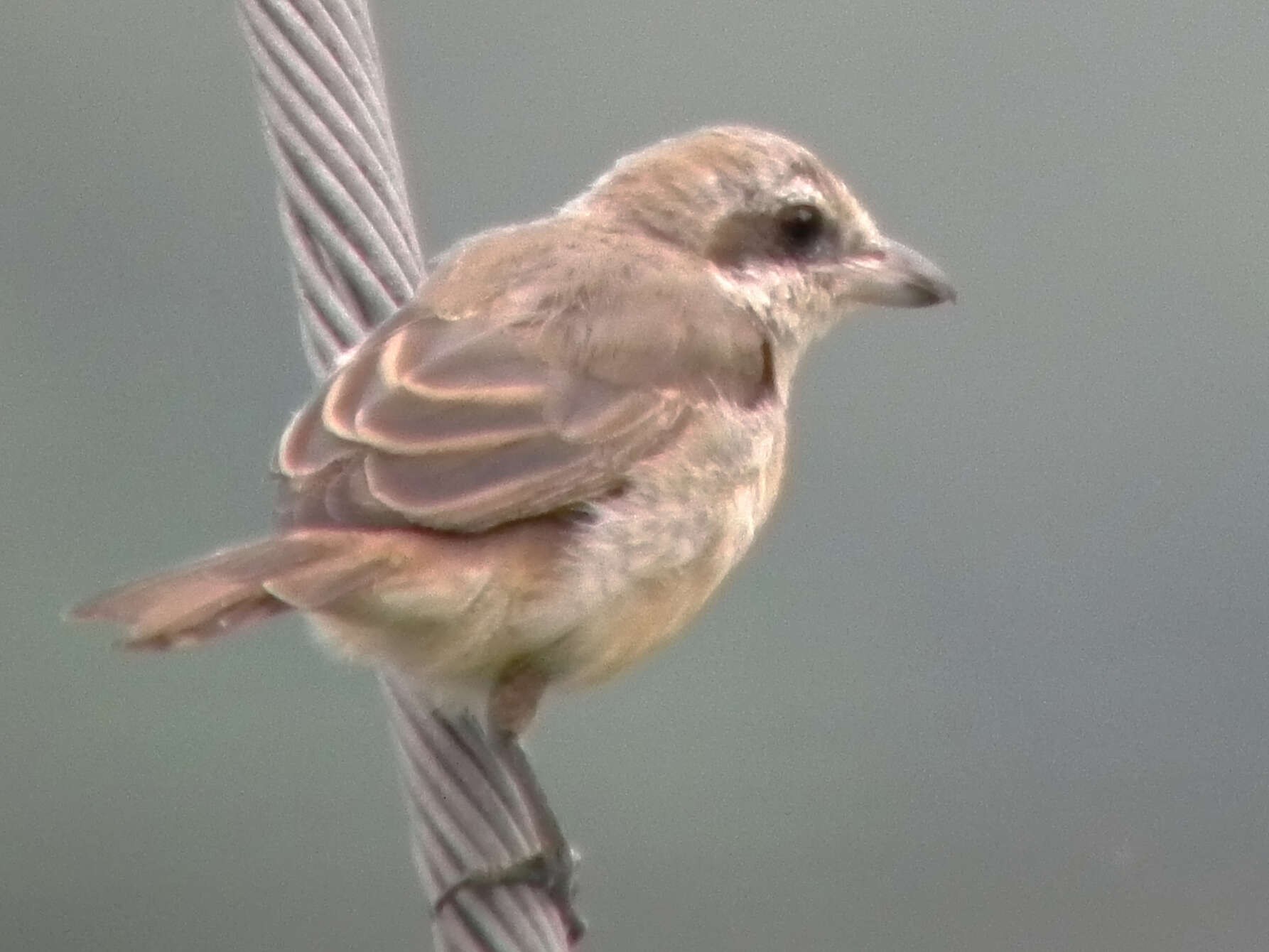 Image of Brown Shrike