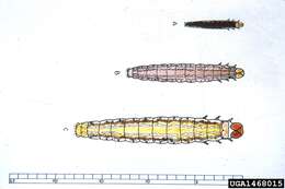 Image of Spruce Coneworm