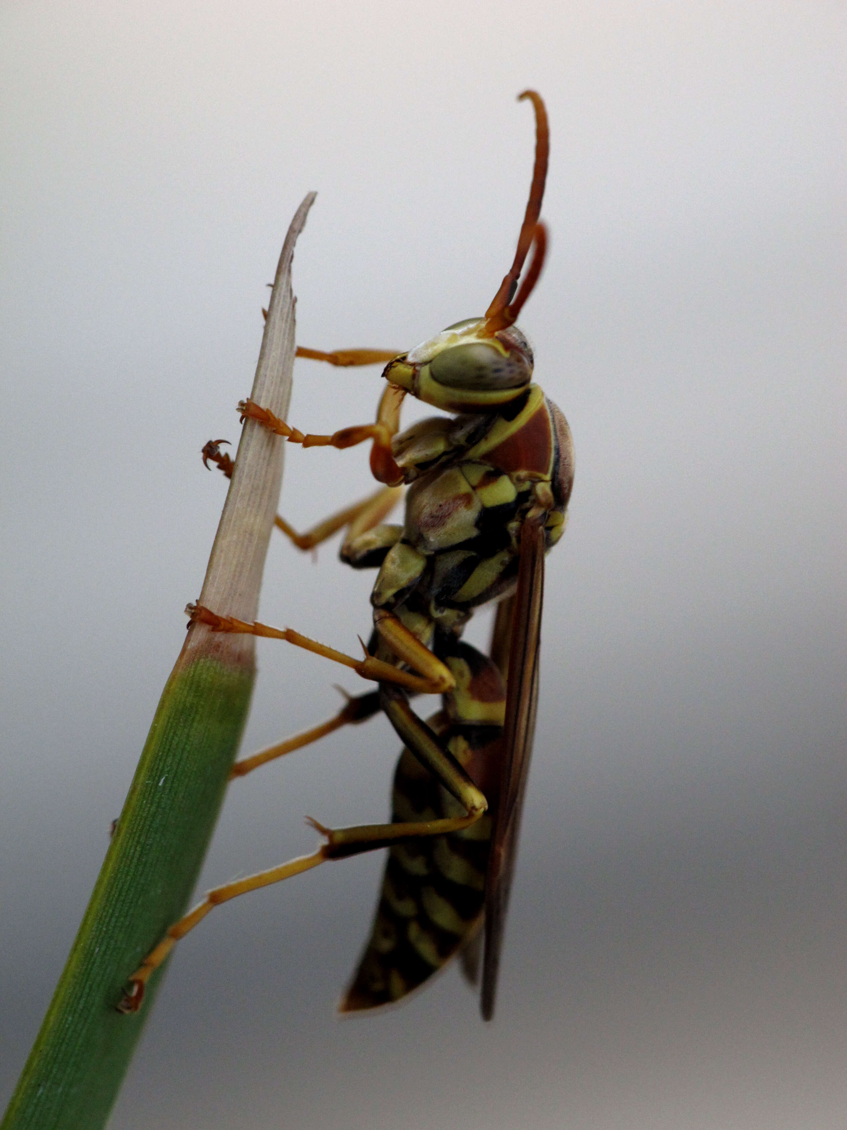 Plancia ëd Polistes exclamans Viereck 1906