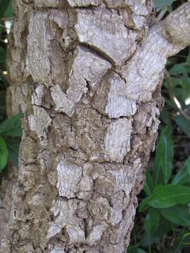 Image of Caribbean trumpet tree