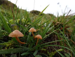 Image of Galerina graminea (Velen.) Kühner 1935