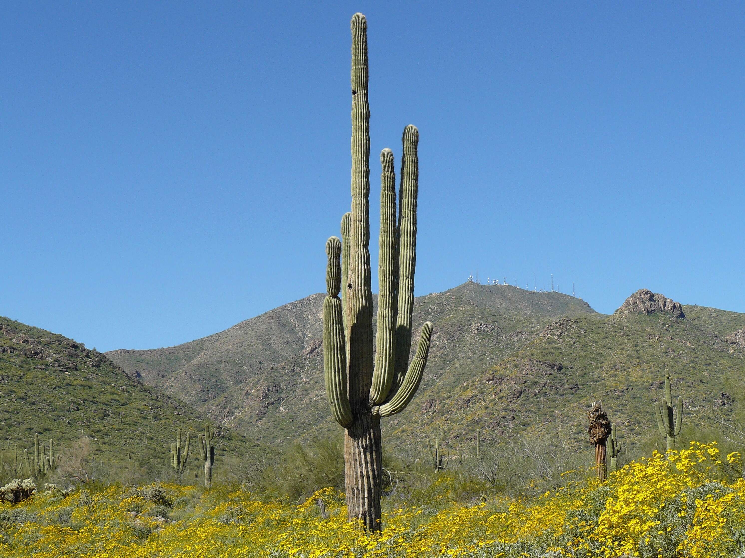 Image of saguaro