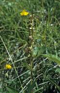 Image of Frog orchid