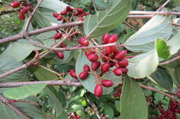 Image of Reddish viburnum