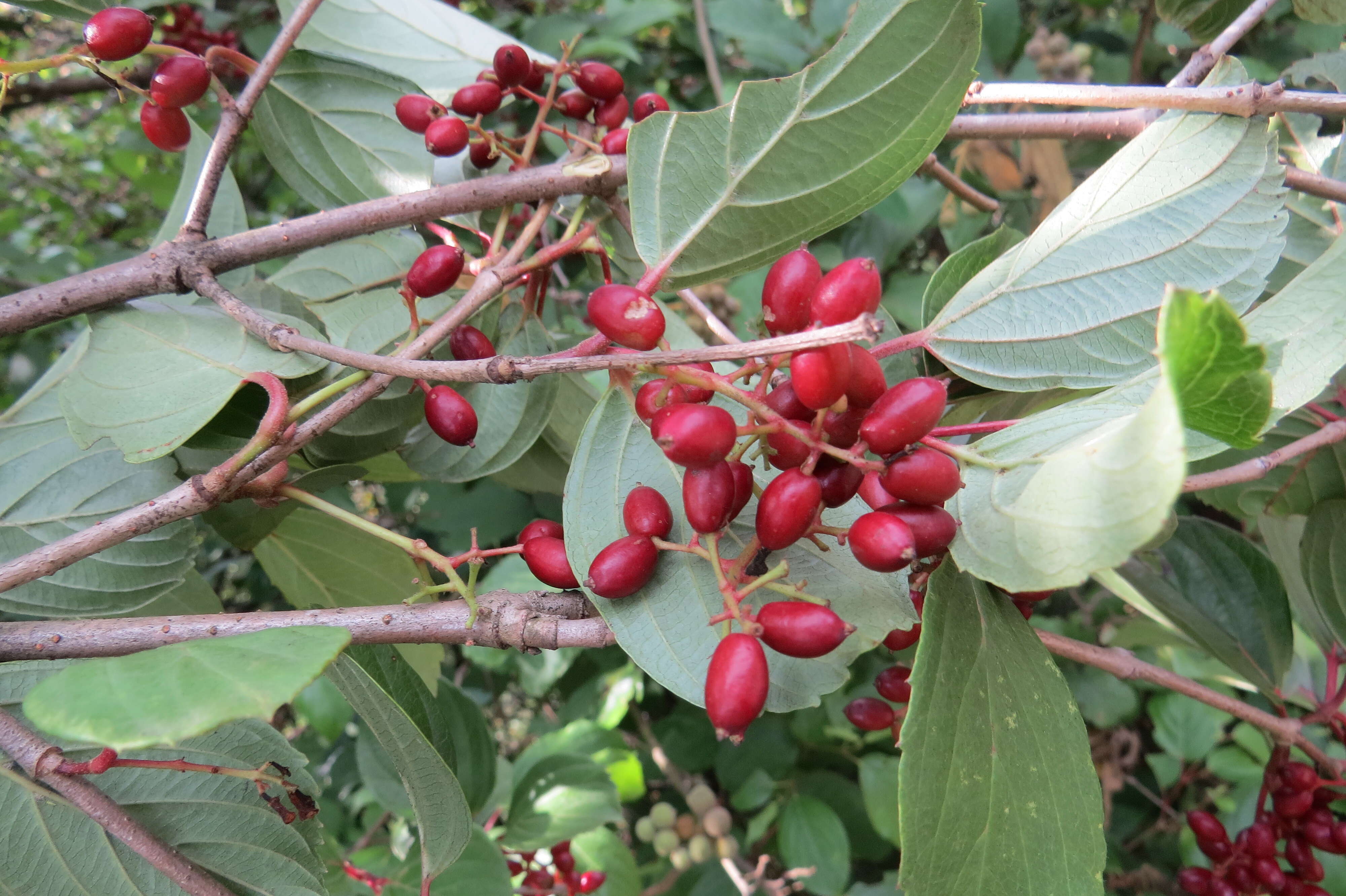 Image of Reddish viburnum