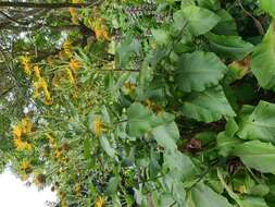 Inula helenium L. resmi