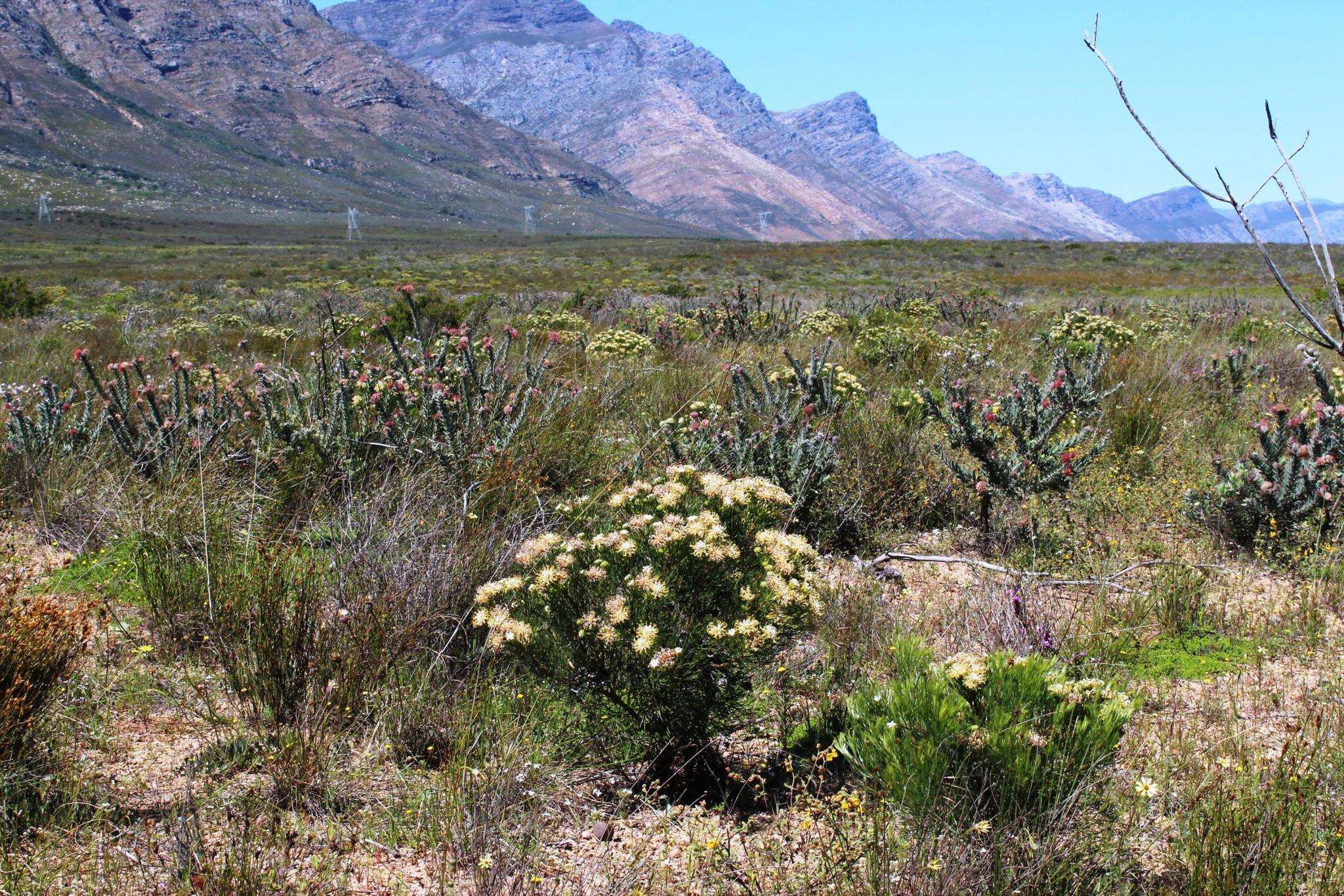 Image of Serruria acrocarpa R. Br.