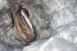 Image of Pond Bat