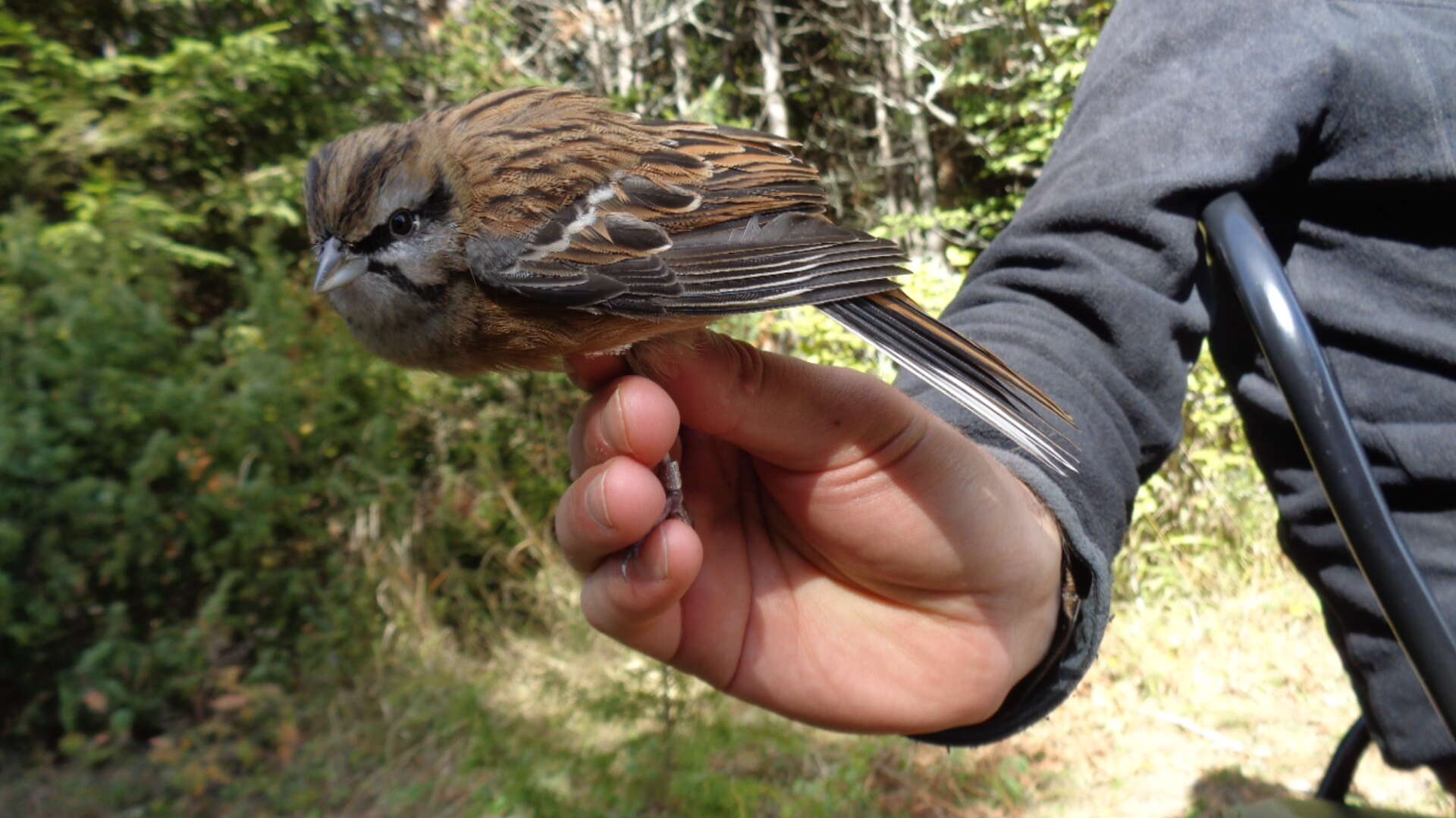 Image of European Rock Bunting