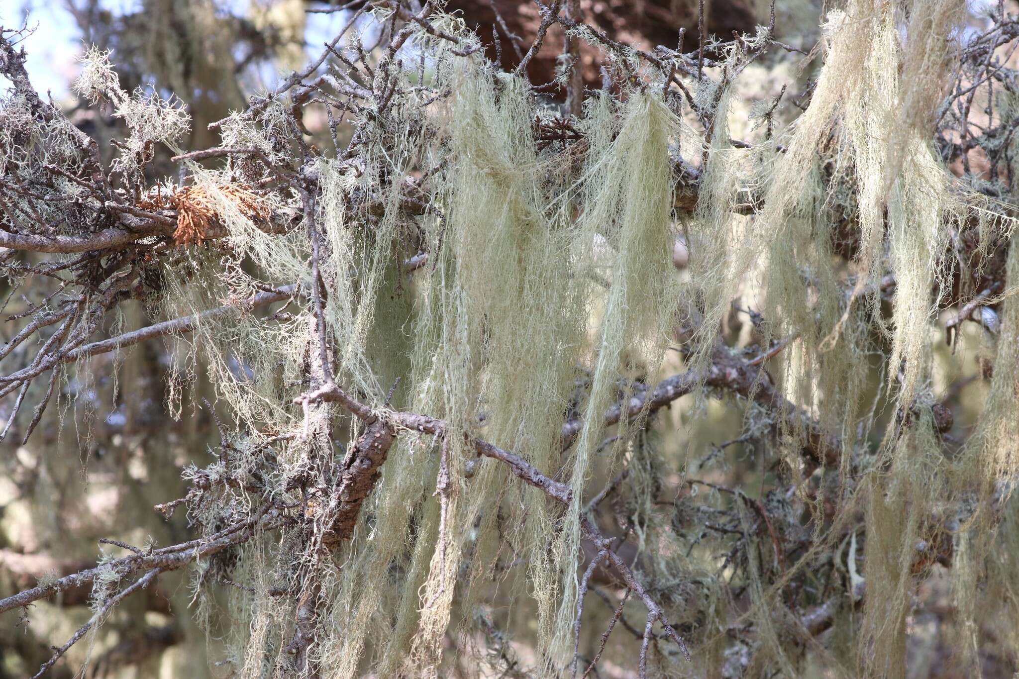 Image of Fishnet;   Menzies' cartilage lichen