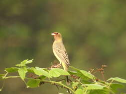 Image of Brown-headed Bunting