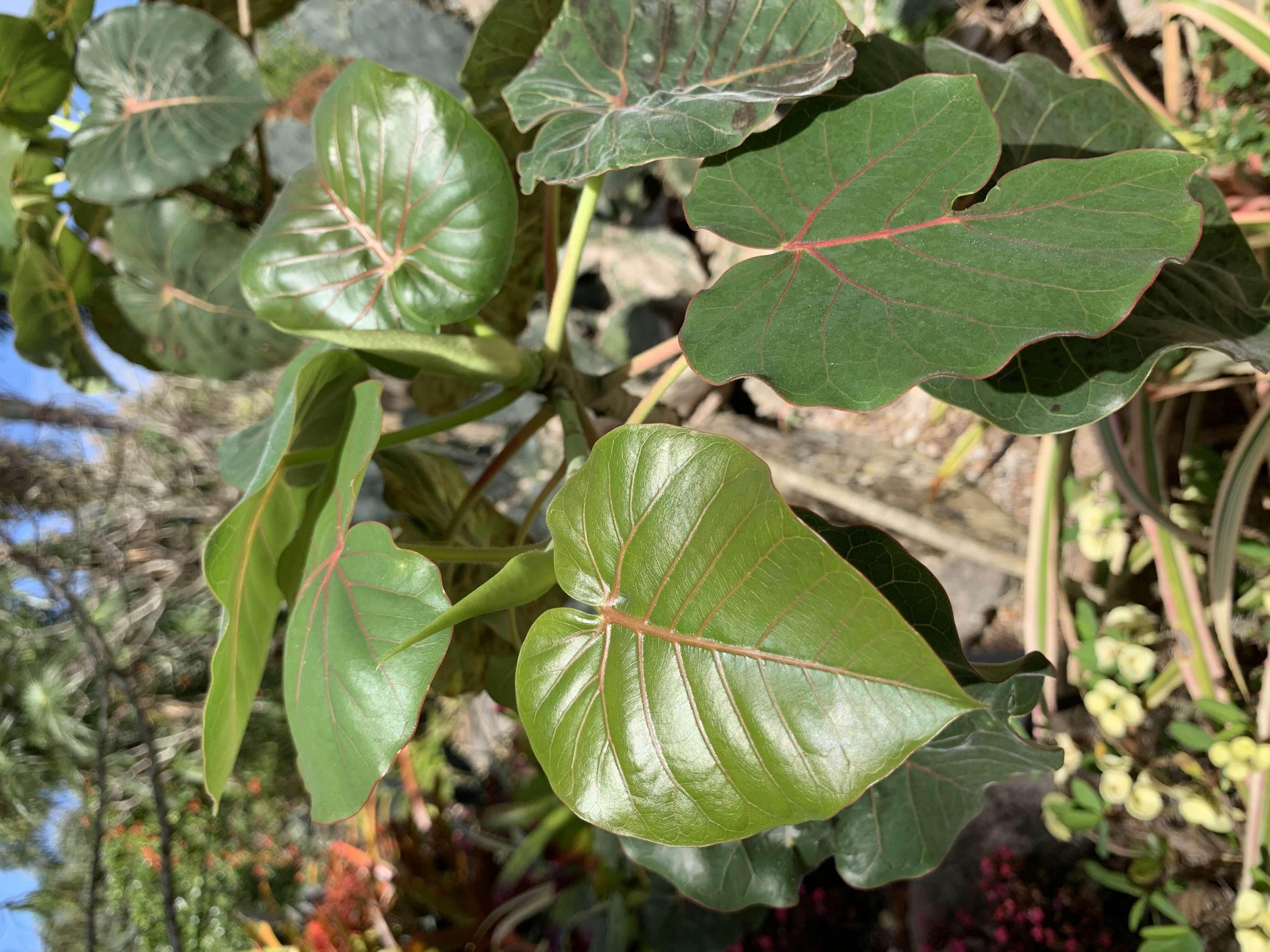 Image of Ficus petiolaris Kunth