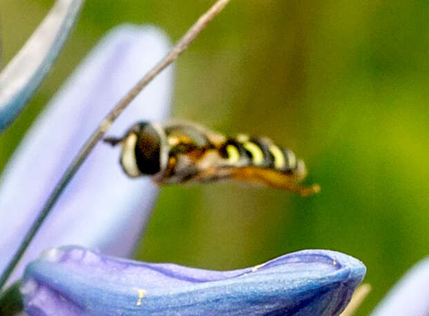 Image de pommes des prairies