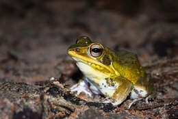 Image of Kokarit Pond Frog