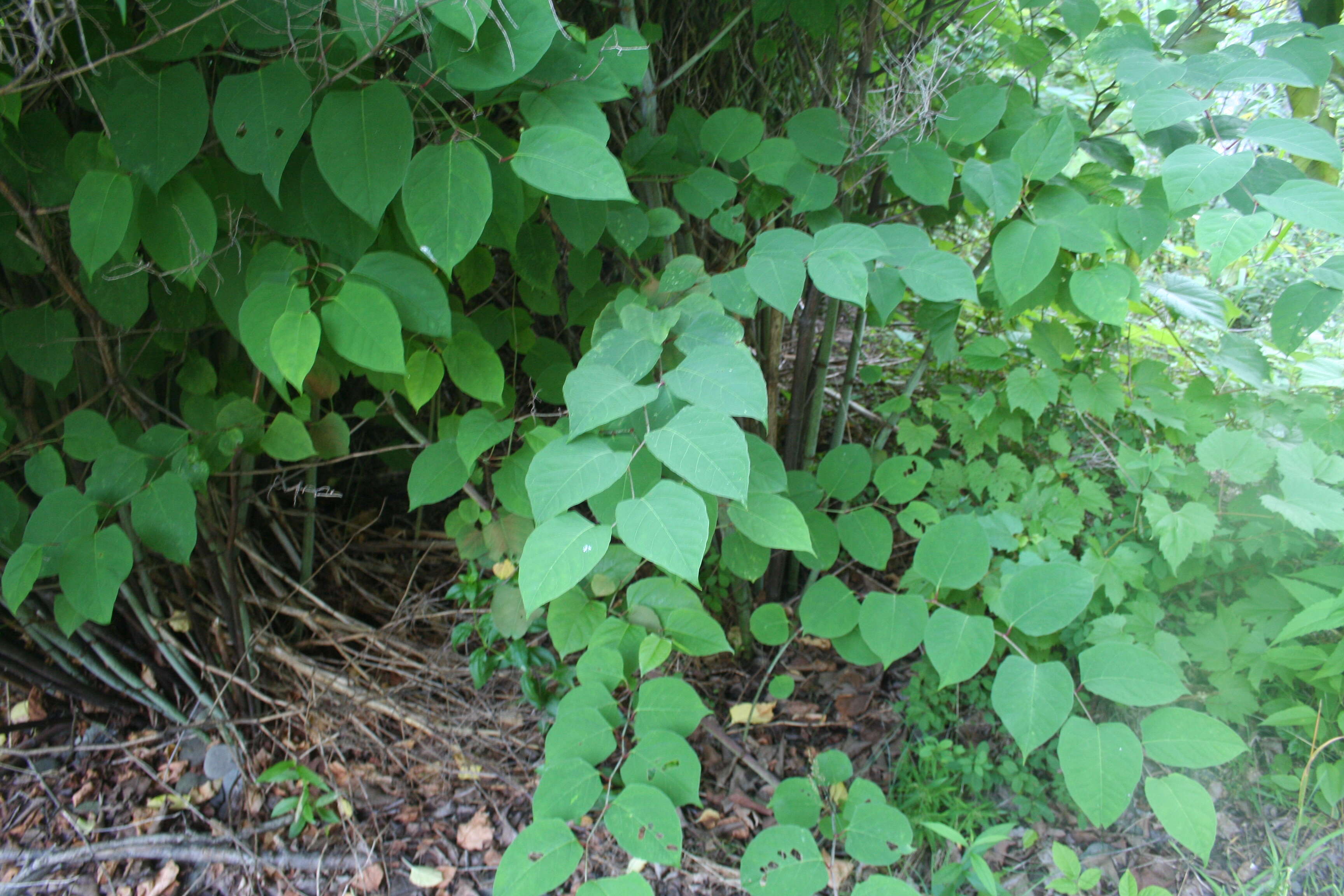 Image of Japanese Knotweed