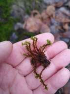 Image of great hairy screw-moss