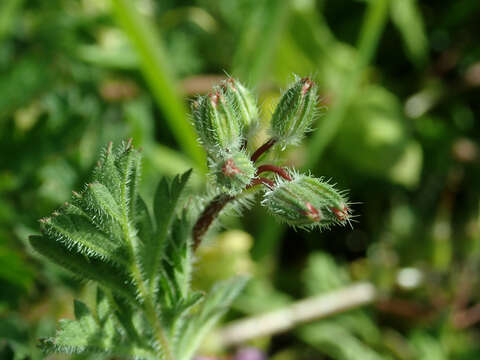 Imagem de Erodium cicutarium (L.) L'Her.