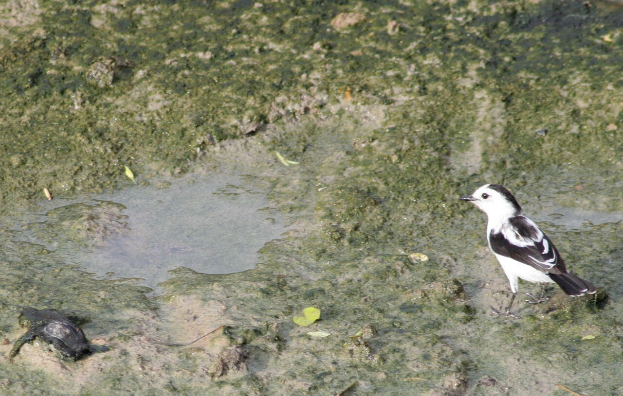 Image of Pied Water Tyrant