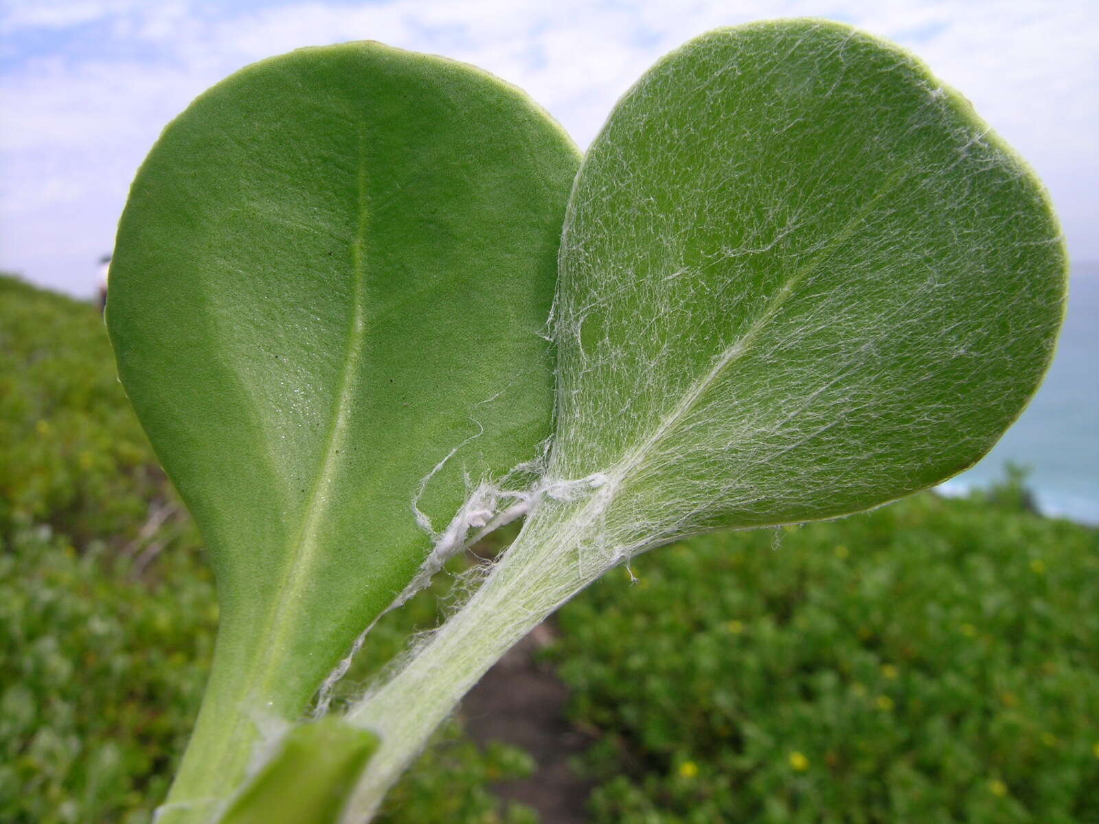 Image of Tickberry