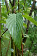 Sivun Cornus hemsleyi C. K. Schneid. & Wangerin kuva