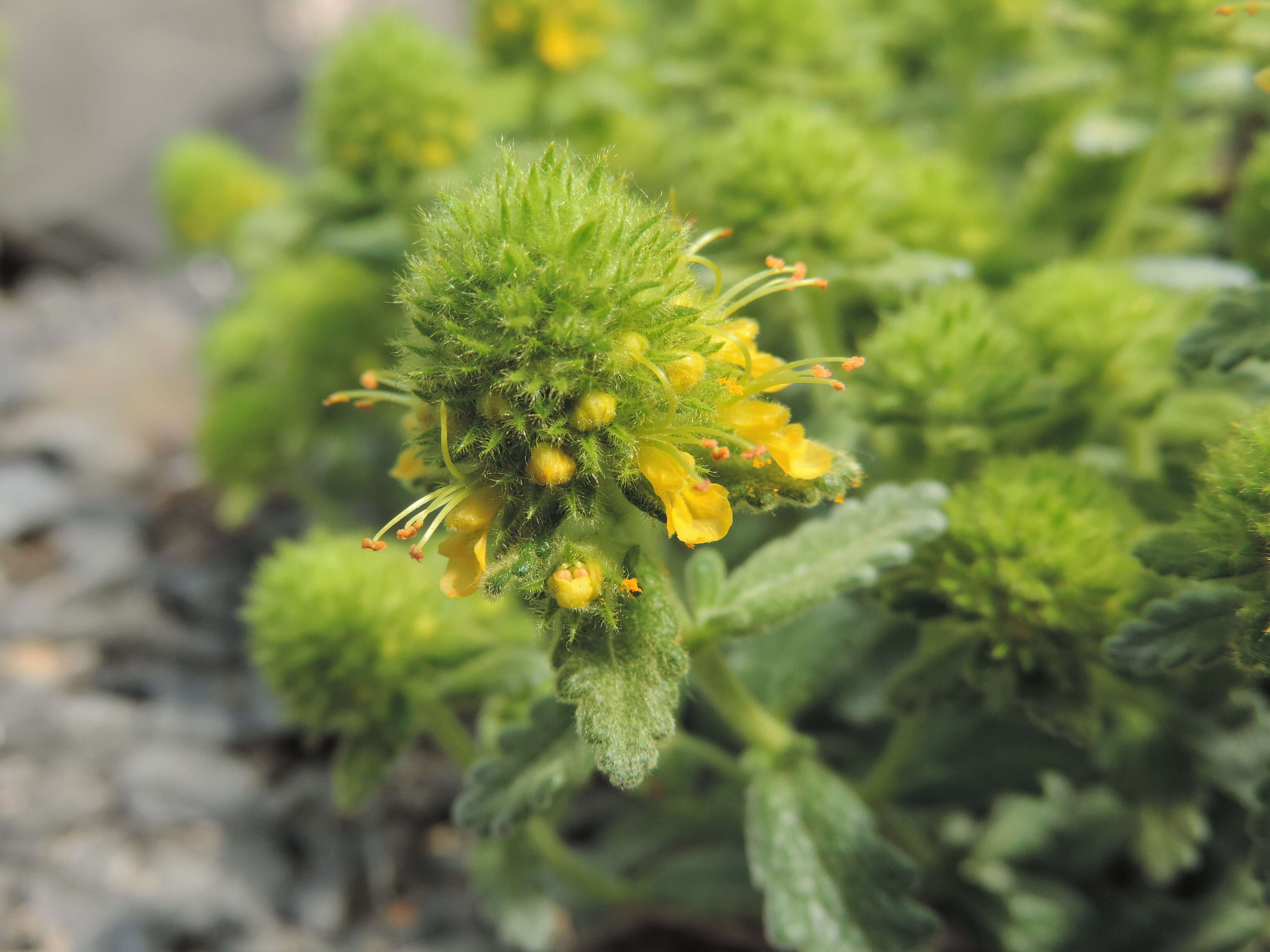 Sivun Teucrium polium L. kuva