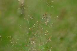 Image de Agrostis commun