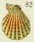 Image of queen scallop