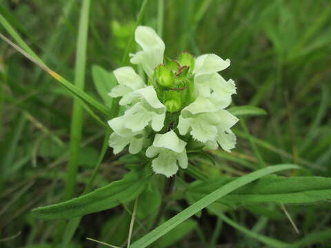 Image of cutleaf selfheal