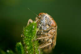 Image of <i>Euscelis incisus</i>