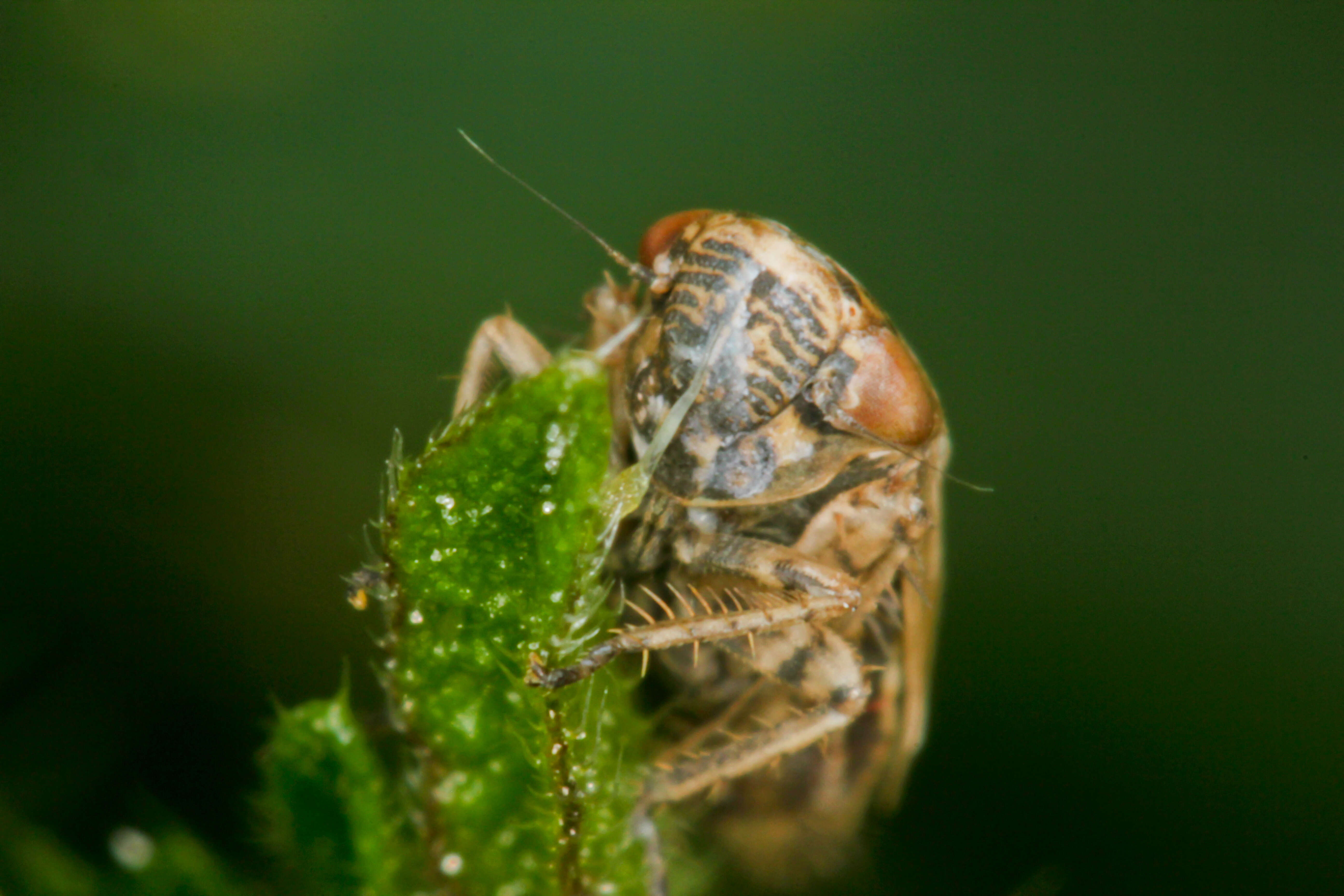 Imagem de <i>Euscelis incisus</i>