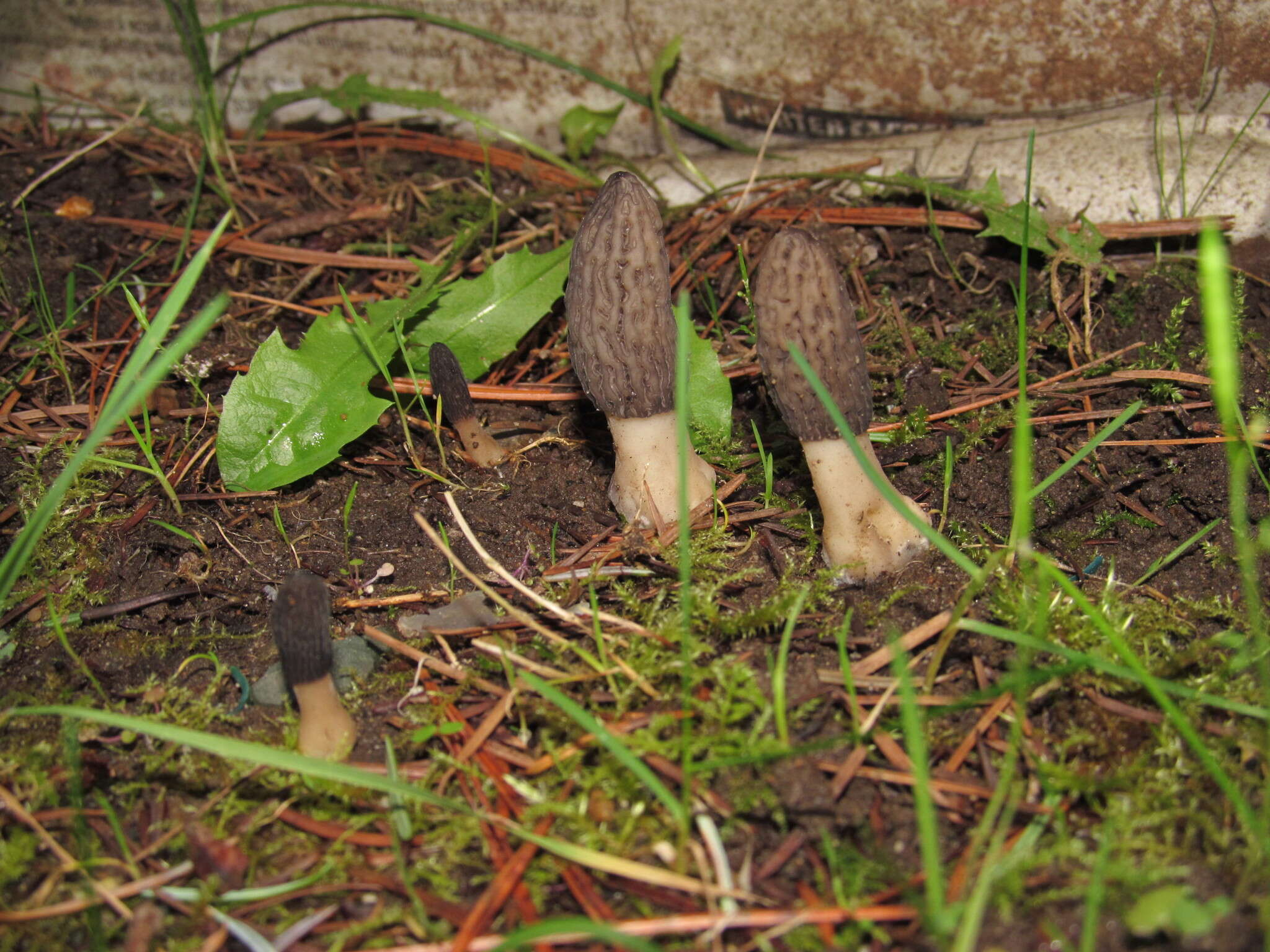 Image of Morchella importuna M. Kuo, O'Donnell & T. J. Volk 2012