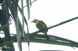 Image of Black-naped Oriole