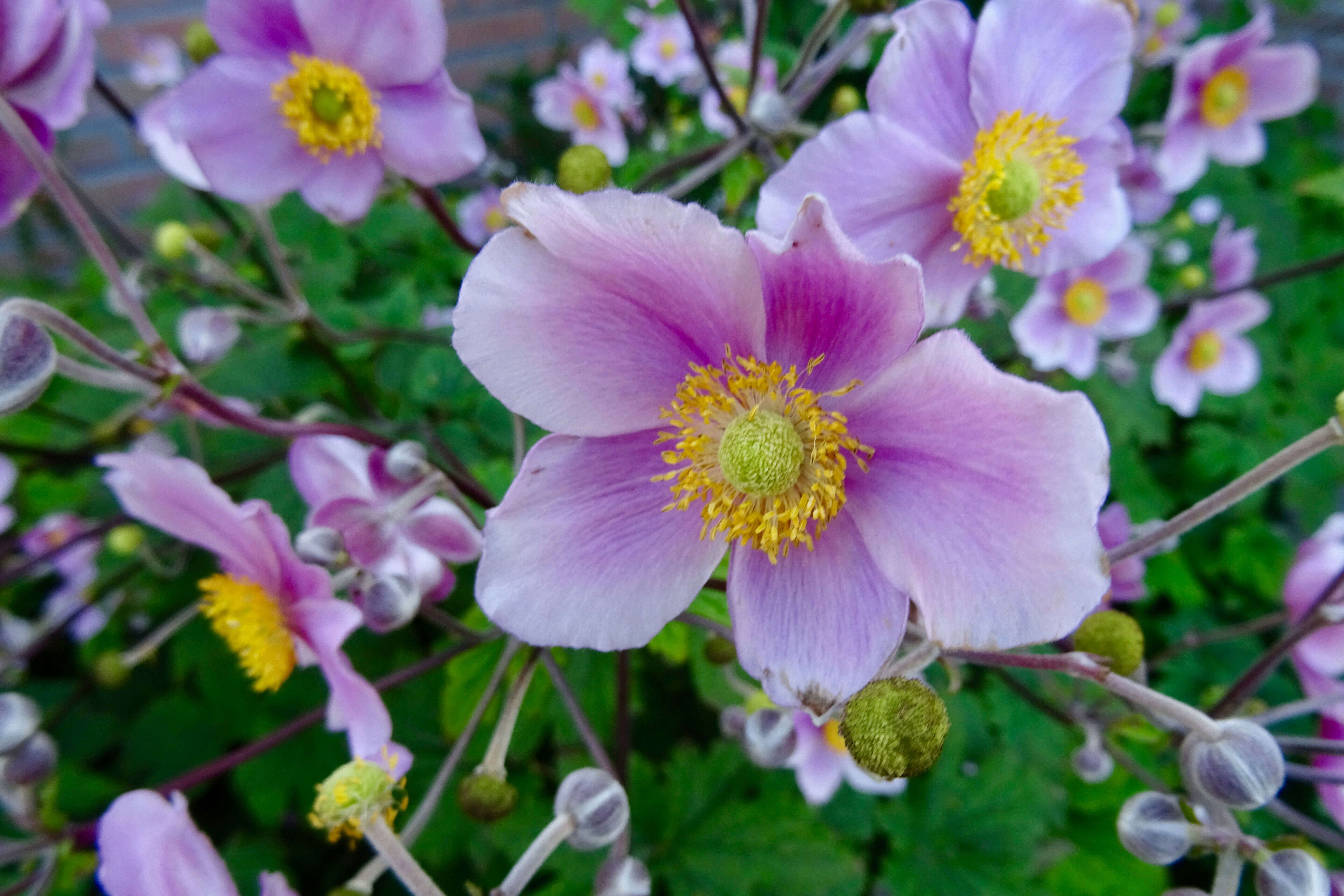 Image of Japanese Thimbleweed