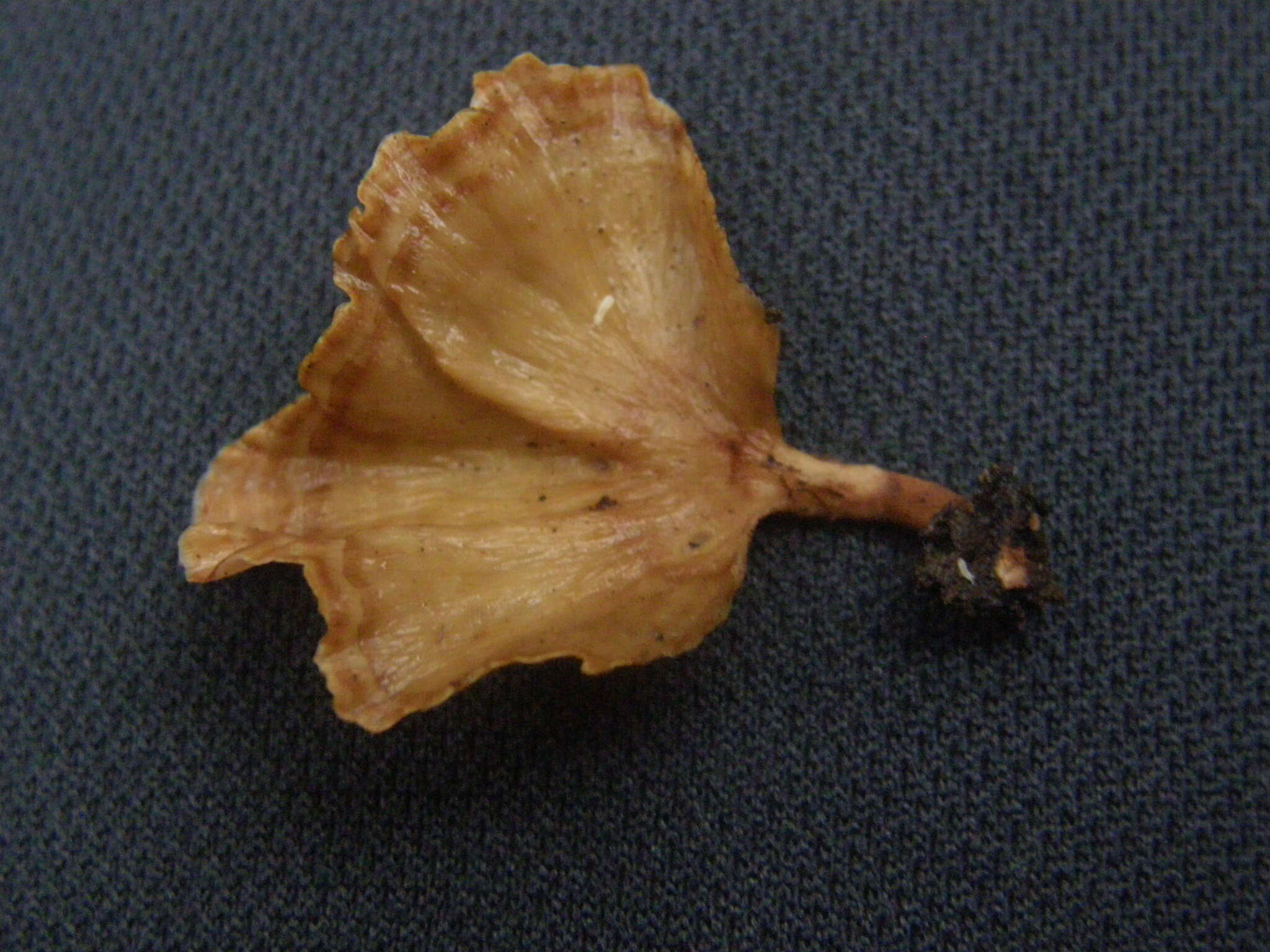 Image of Podoscypha petalodes (Berk.) Boidin 1959