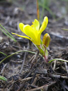 Image of star of Bethlehem