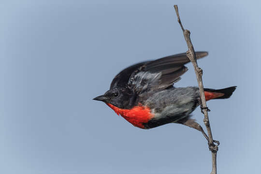 Image of Mistletoebird