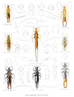 Image of earwigs