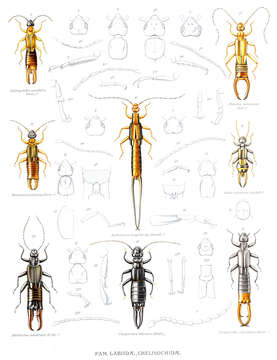 Image of earwigs