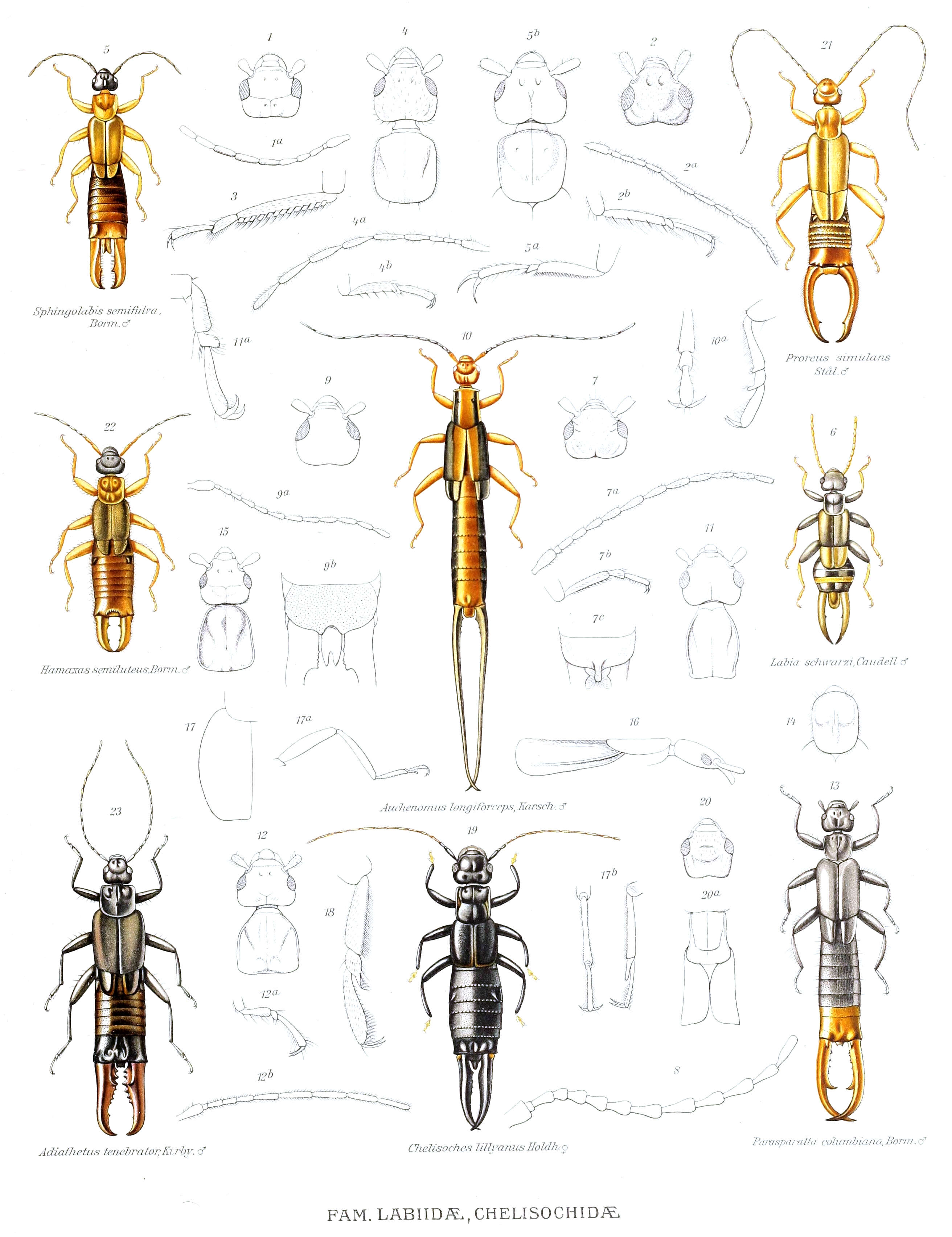 Image of earwigs