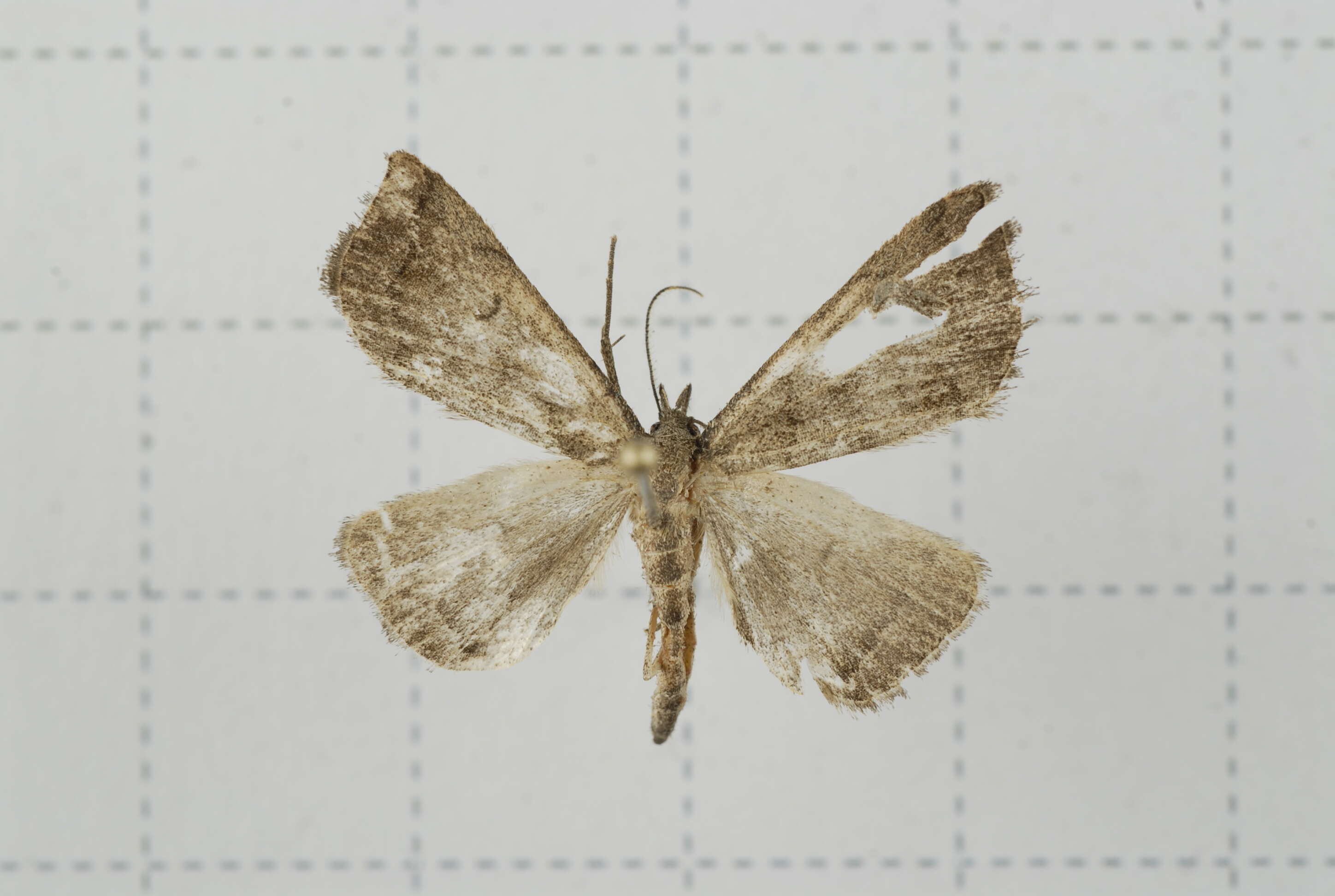 Image of Polypogon vermiculata (Leech 1900)