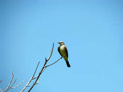 Image of Western Kingbird