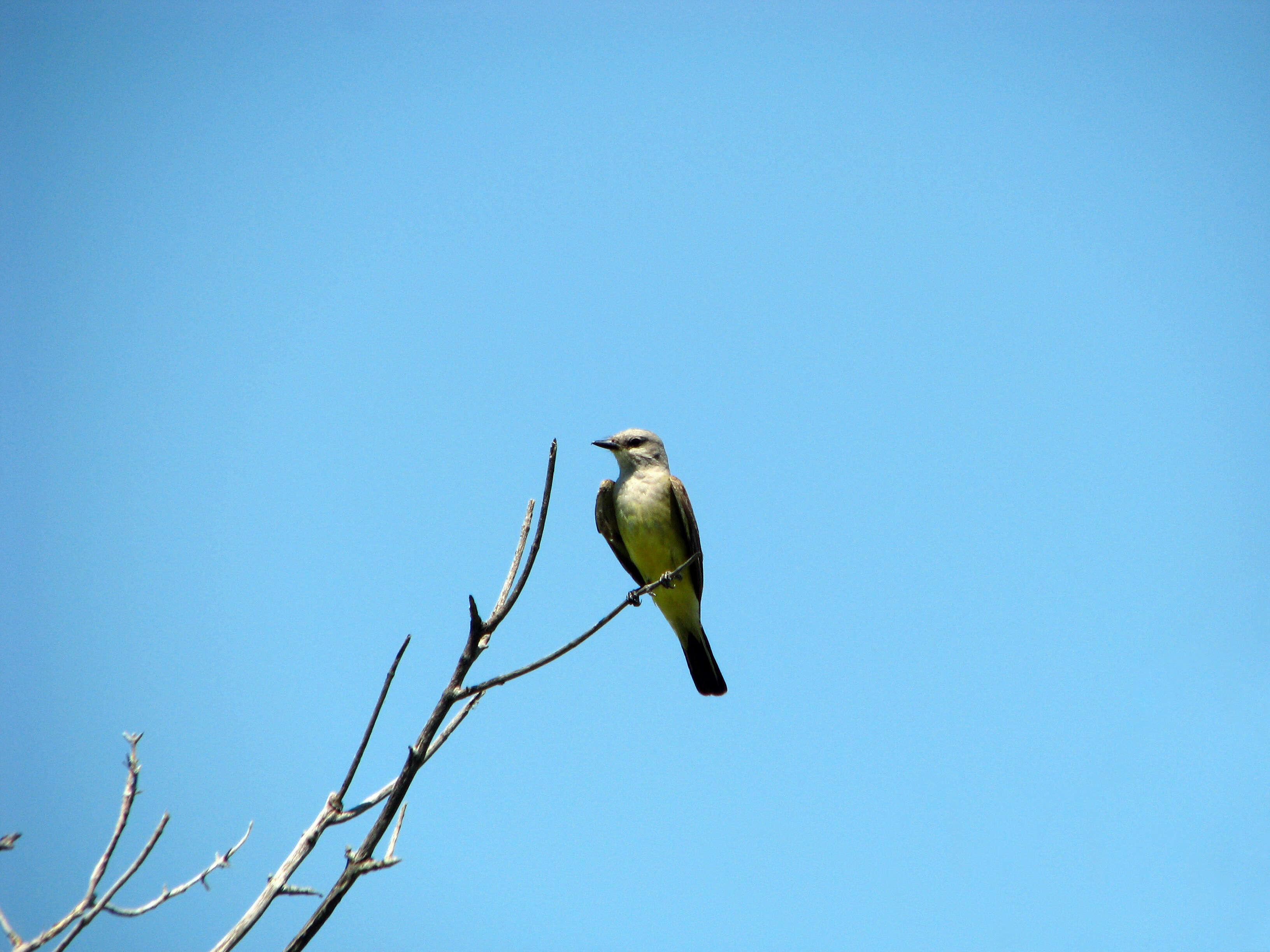 Image of Western Kingbird