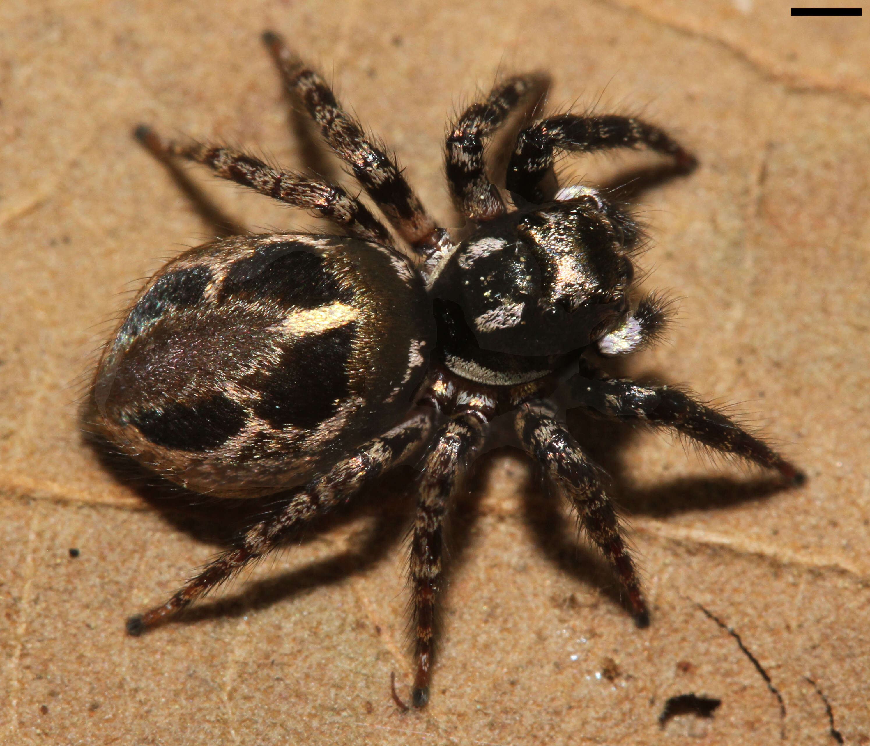 Image of Twinflagged Jumping Spider